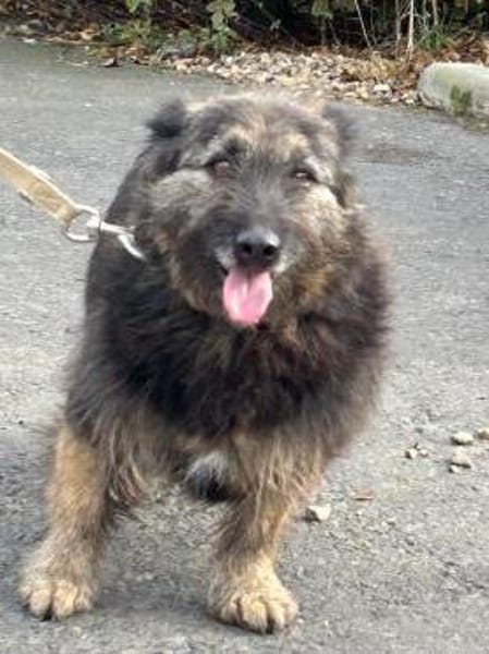 Danile - zutrauliche Wuschelhündin