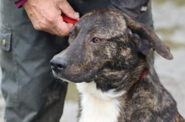 Miguel - sanfter, zutraulicher Rüde