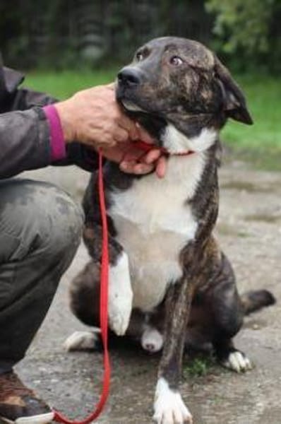 Miguel - sanfter, zutraulicher Rüde