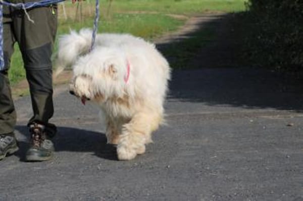 Rohin - zutraulicher Wuschelrüde