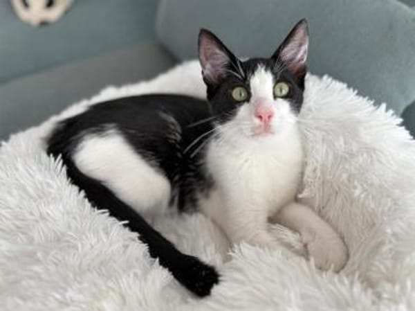 Bergamo möchte zu Ihnen gehören