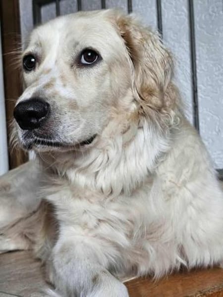 Tobia, Notfall in Deutschland