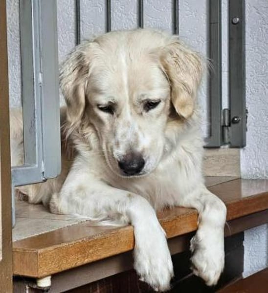 Tobia, Notfall in Deutschland