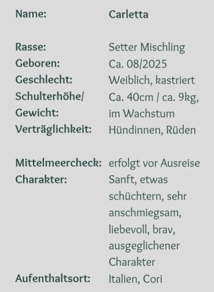 wunderschöne, sanfte Carletta 🥰