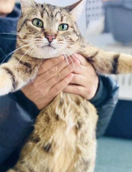 Scarlett w ~ 5 Jahre