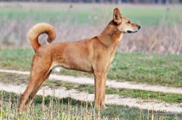 RED TEDDY, menschenbezogen und aktiv