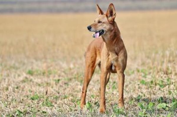 RED TEDDY, menschenbezogen und aktiv