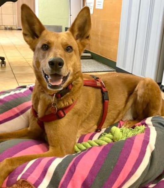 RED TEDDY, menschenbezogen und aktiv