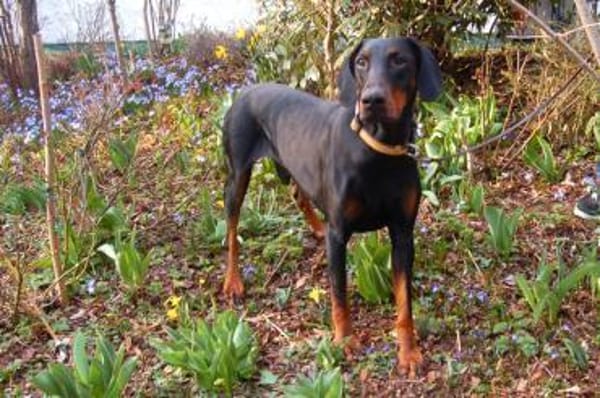 TULIO, unser bildhübscher Doberbube