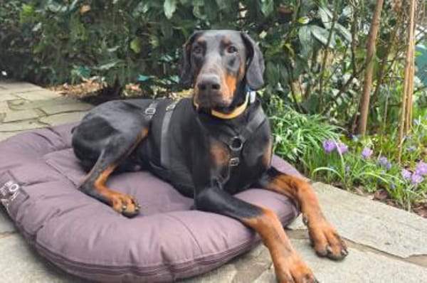 TULIO, unser bildhübscher Doberbube