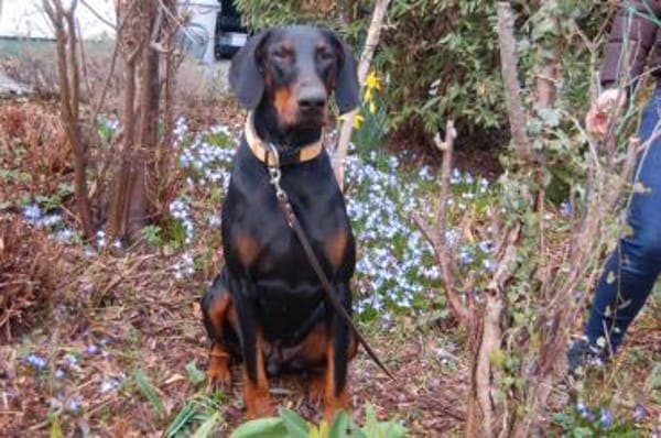 TULIO, unser bildhübscher Doberbube