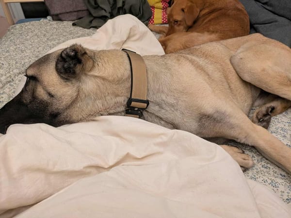 Kangal Mischling Cognac sucht zuhause