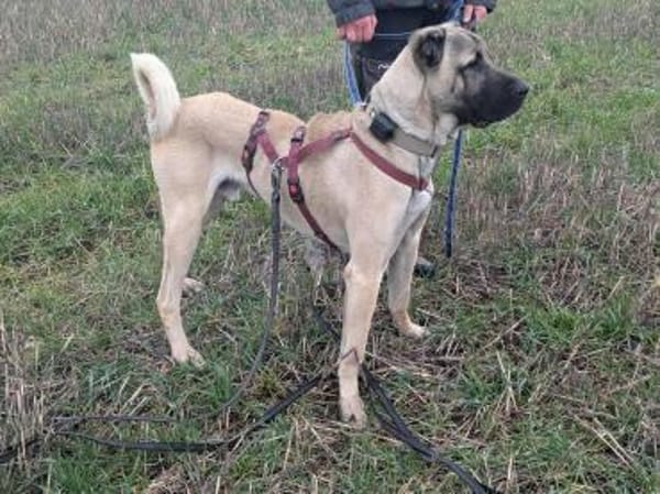 Kangal Mischling Cognac sucht zuhause