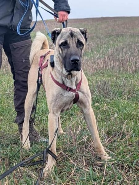 Kangal Mischling Cognac sucht zuhause