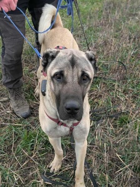 Kangal Mischling Cognac sucht zuhause