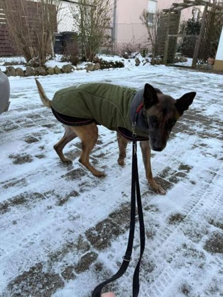 Kurt / Jack Malinois Mischling Rüde