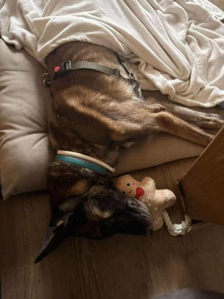 Kurt / Jack Malinois Mischling Rüde