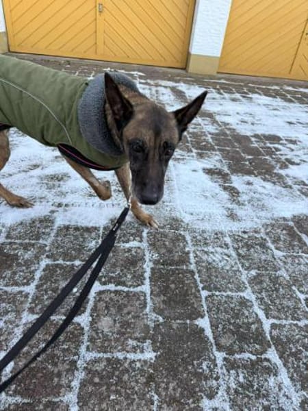 Kurt / Jack Malinois Mischling Rüde