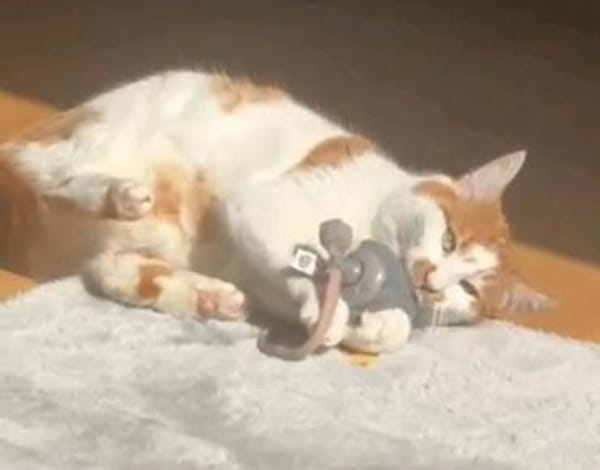 Charly m ~ 3 Jahre in 35510