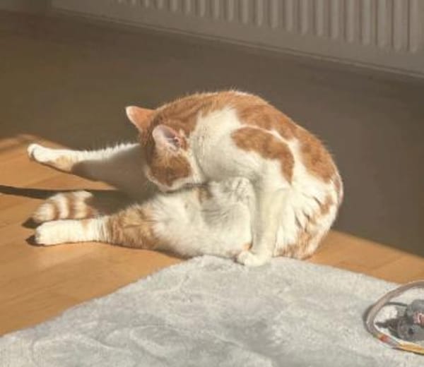 Charly m ~ 3 Jahre in 35510