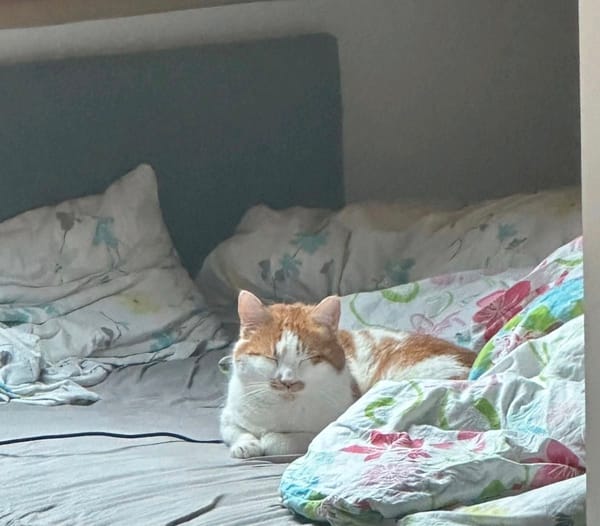 Charly m ~ 3 Jahre in 35510