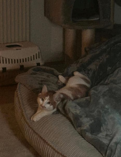 Charly m ~ 3 Jahre in 35510