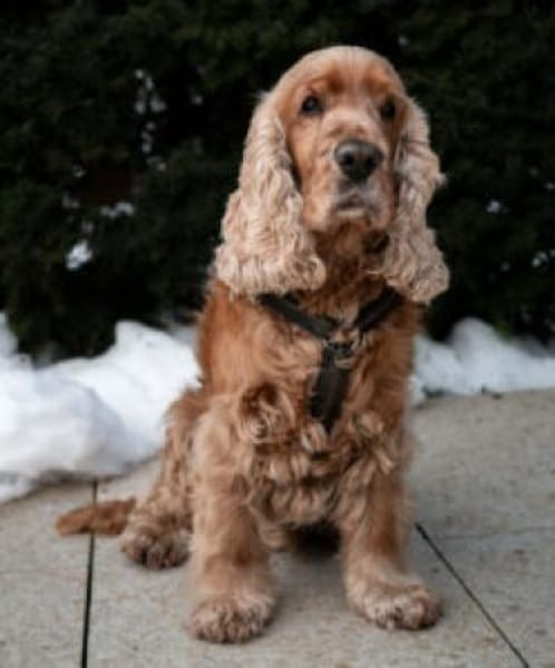 BENNY BUB - bildhübscher Cocker-Senior