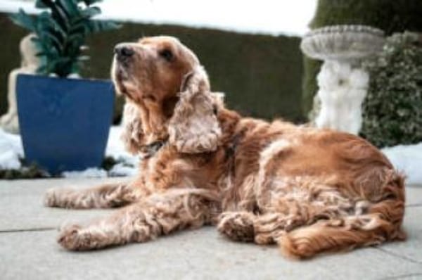 BENNY BUB - bildhübscher Cocker-Senior