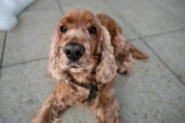 BENNY BUB - bildhübscher Cocker-Senior