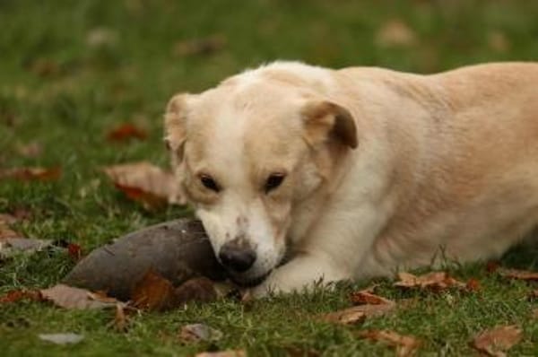 Tobi Labrador Mischling Rüde sucht Heim