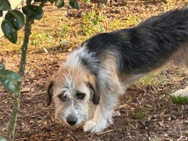 Tusko - freundlich u. lieb