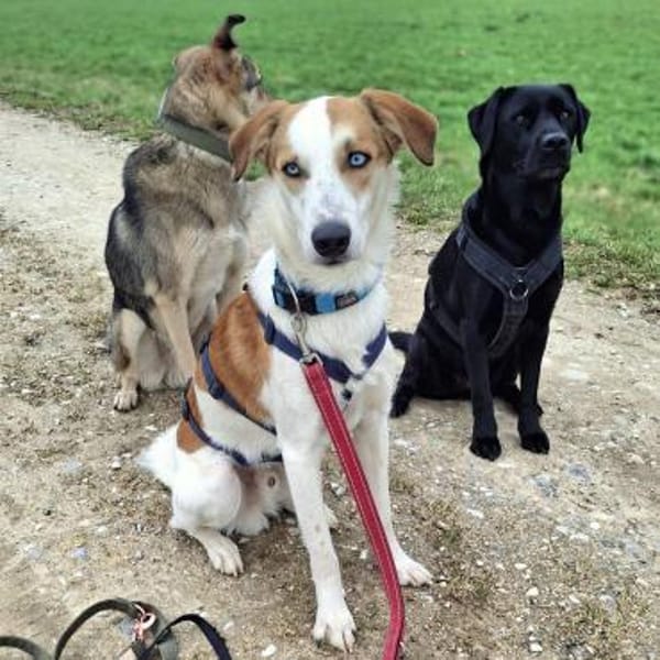 Khany - braucht positive Bestärkung