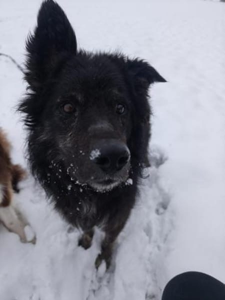 Wuschelkopf Cortesse sucht Familie