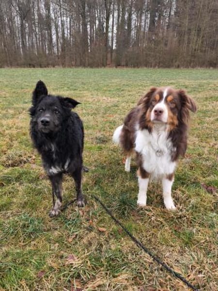 Wuschelkopf Cortesse sucht Familie