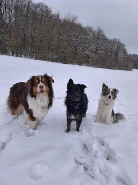 Wuschelkopf Cortesse sucht Familie