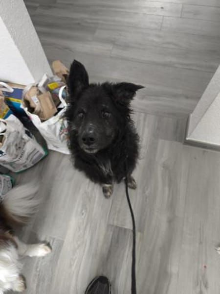 Wuschelkopf Cortesse sucht Familie