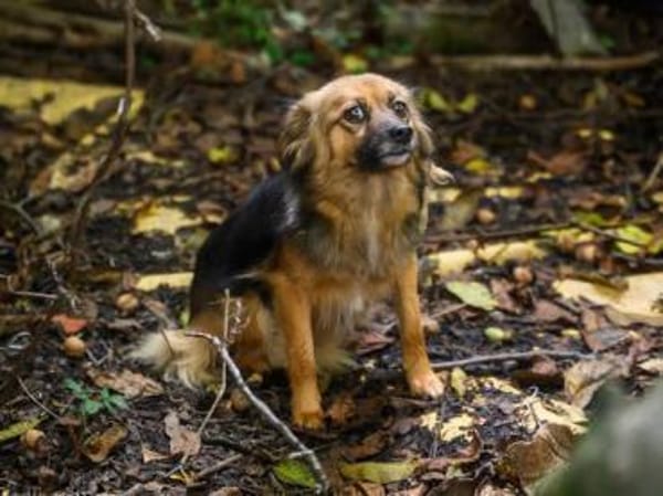 Little Bit sucht ein ruhiges Zuhause