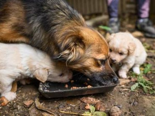 Little Bit sucht ein ruhiges Zuhause