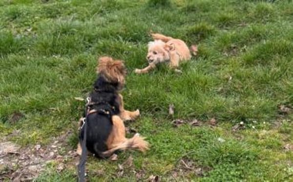 Little Bit sucht ein ruhiges Zuhause