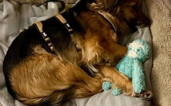 Little Bit sucht ein ruhiges Zuhause