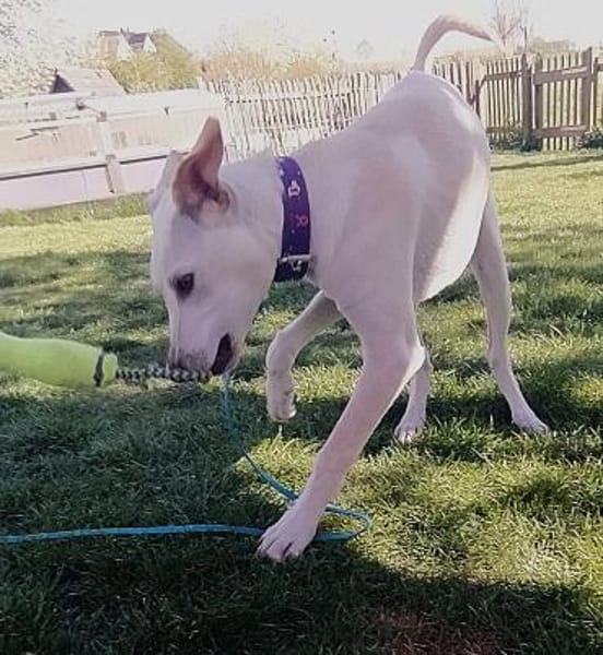 Jaz unser Spaßvogel