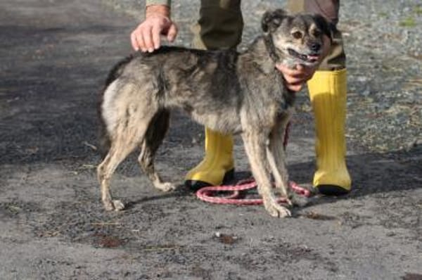 Babbit - verspielt u. aufgeweckt