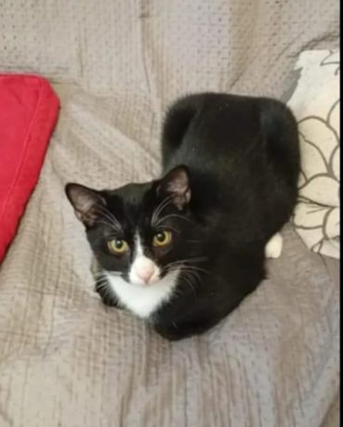 Robin & Zefir 2 kleine lustige Clowns