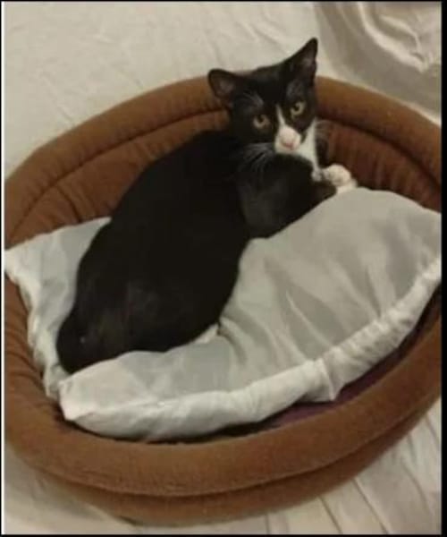 Robin & Zefir 2 kleine lustige Clowns