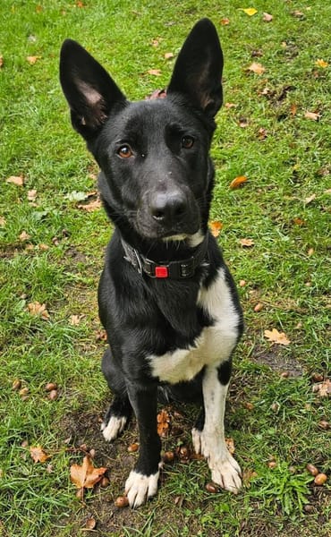 Black / Sean  sensibler Herzenshund