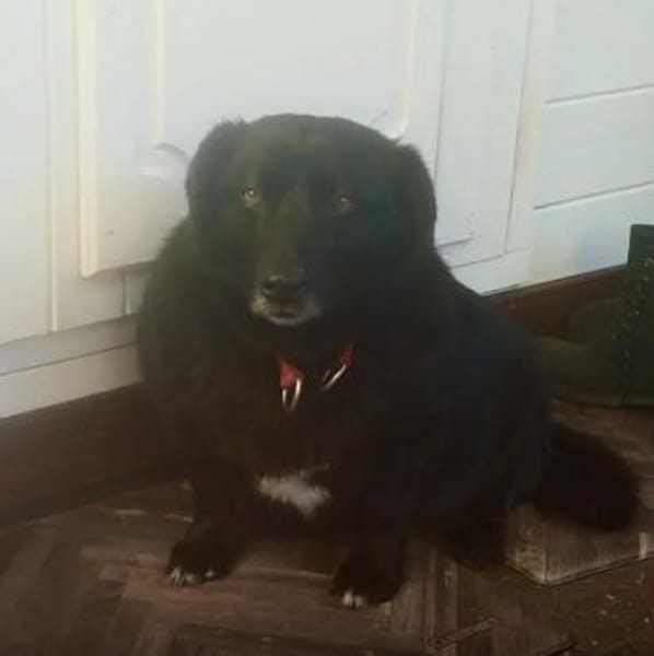 Dagny sucht ein Für-immer-Zuhause