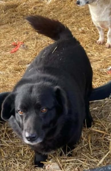 Dagny sucht ein Für-immer-Zuhause