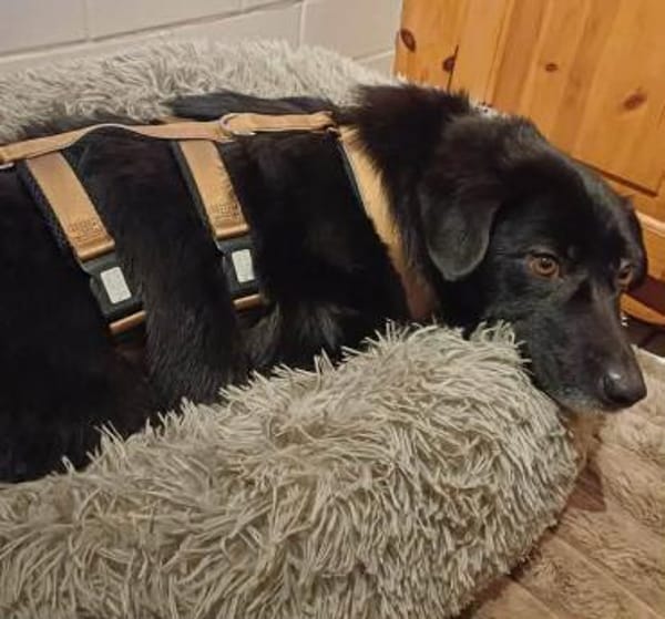 Dagny sucht ein Für-immer-Zuhause