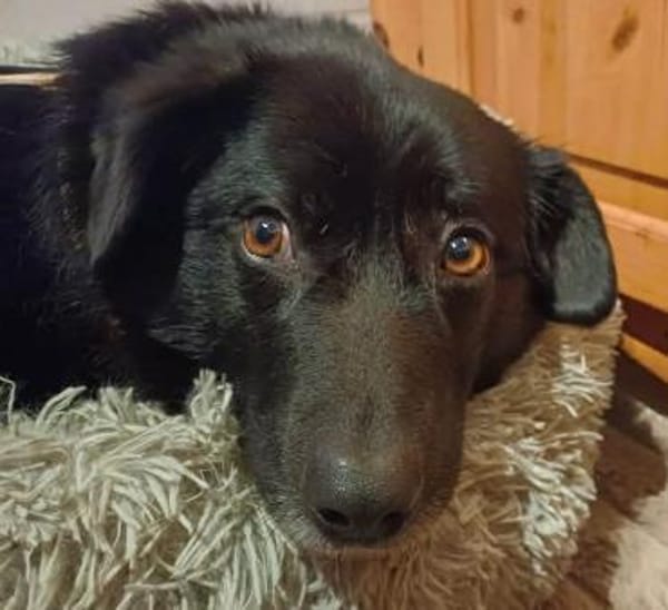 Dagny sucht ein Für-immer-Zuhause