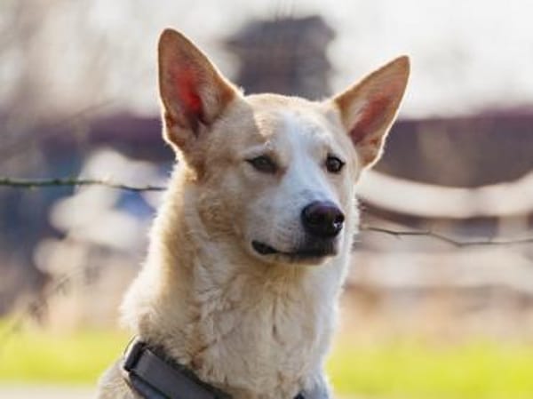 Toto sucht erfahrene Hundehalter